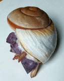 Shells and Shards - Amethyst and Quartz